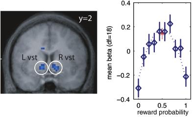 John P. O Doherty and Peter Bossaerts to monetary loss; thus responses to risk in these areas could reflect the negative affective state it engenders.