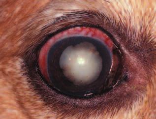 814 Small Animal/Exotics Compendium November 2003 Figure 2 Moderate nuclear sclerosis in a 10-year-old bloodhound. Figure 3 Iris atrophy in a 9-year-old, spayed female Boston terrier.