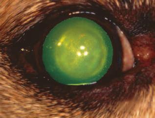 Figure 4 A diabetic cataract and secondary glaucoma in a cocker spaniel. The intraocular pressure was 38 mm Hg.