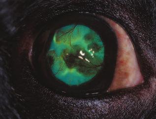 816 Small Animal/Exotics Compendium November 2003 Figure 5 Pigmentary keratitis and neovascularization in a 7- year-old pug.