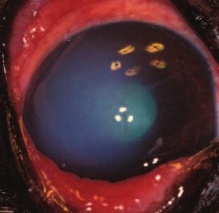 Compendium November 2003 Cataract Evaluation and Treatment in Dogs 817 Figure 7 Corneal dystrophy in a dog. A dense, white, circular opacity is present in the axial cornea.