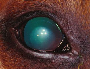 Figure 9 Nuclear sclerosis and an incipient cataract in a 15- year-old mixed-breed dog. The nuclear sclerosis is seen as round, increased lucency in the nuclear region of the lens.