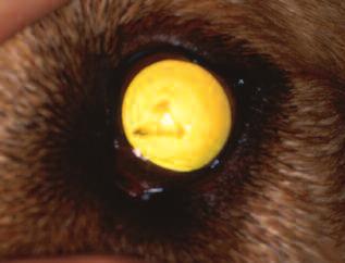 Compendium November 2003 Cataract Evaluation and Treatment in Dogs 819 Figure 12 An immature cataract in a Labrador retriever.