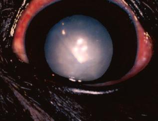 20,21 Certainly, many dogs with hypermature cataracts have lens-induced uveitis, which must be controlled before surgery.