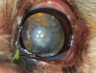 820 Small Animal/Exotics Compendium November 2003 Figure 14 A hypermature cataract in a cocker spaniel.