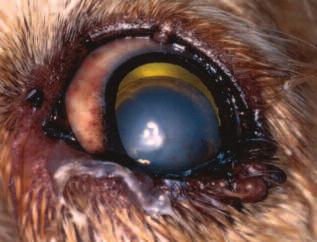 Note the glittering appearance of the lens and the wrinkles in the lens capsule. Figure 15 An anterior luxated cataract in a cocker spaniel. An aphakic crescent can be seen dorsal to the lens.