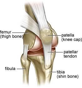 bone, which protects the front of the knee History Injuries to the knee are sustained through a large variety of mechanisms; causing the knee joint to be twisted, forcibly strained to either side, or