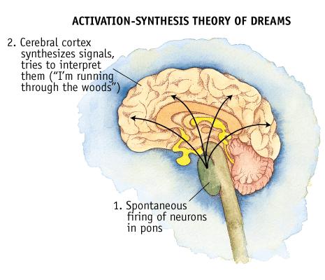 Activation Synthesis Theories During the night our brain stem releases random neural activity, dreams may be a way to make sense of that activity.
