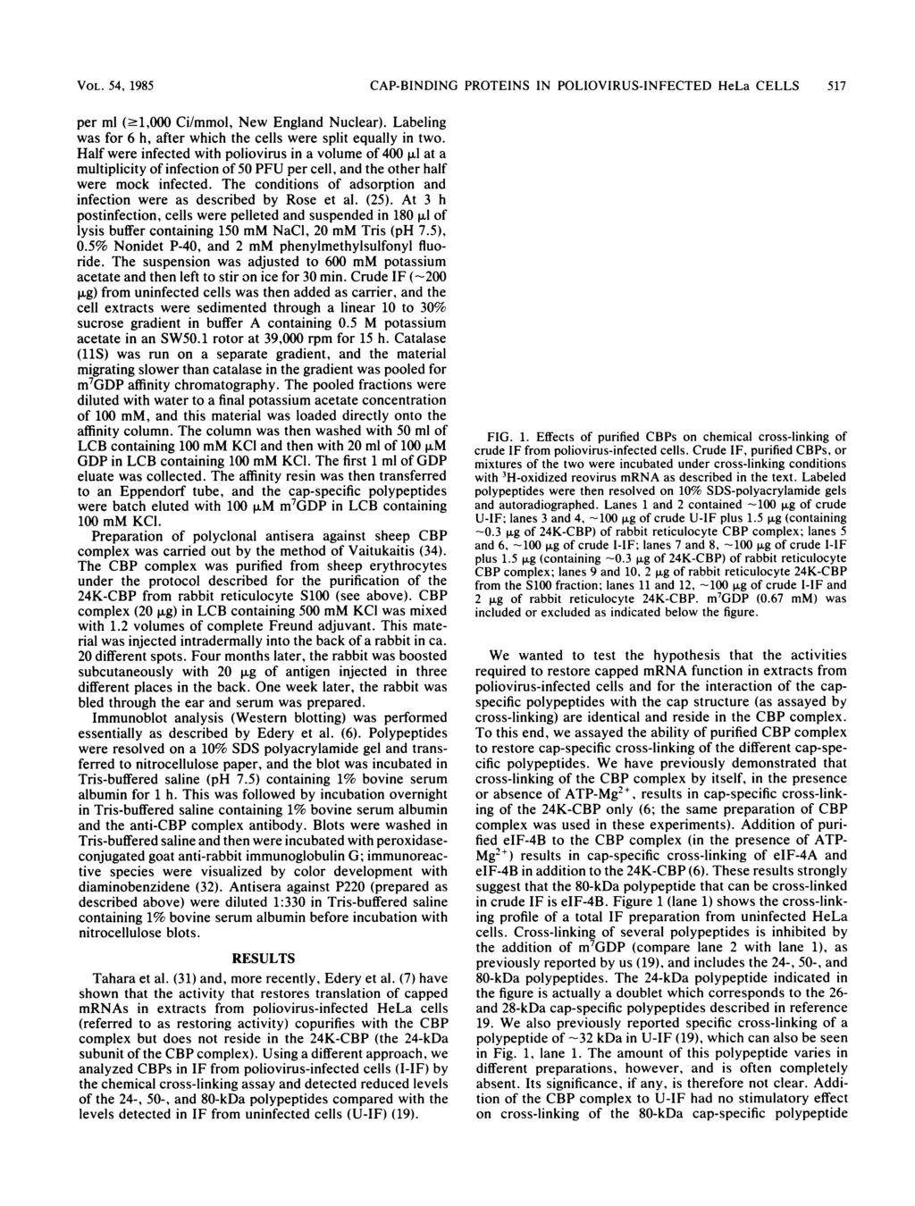 VOL. 54, 1985 CAP-BINDING PROTEINS IN POLIOVIRUS-INFECTED HeLa CELLS 517 per ml (.1,000 Ci/mmol, New England Nuclear). Labeling was for 6 h, after which the cells were split equally in two.