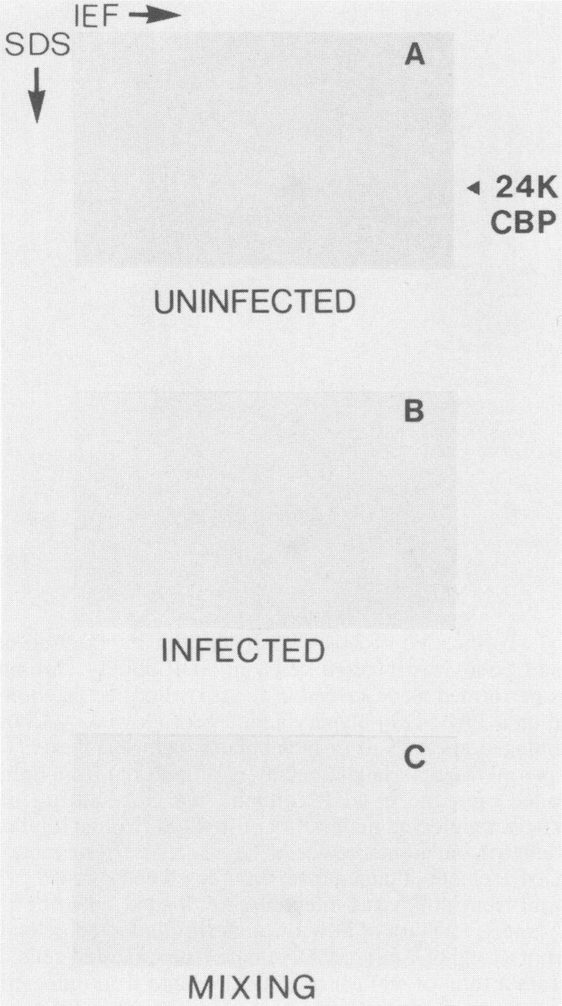 520 LEE, EDERY, AND SONENBERG IEF SDS W UNINFECTED INFECTED MIXING A B 4 24K CBP C P220- FIG. 4. Two-dimensional gel analysis of 24K-CBP from uninfected and poliovirus-infected cells.
