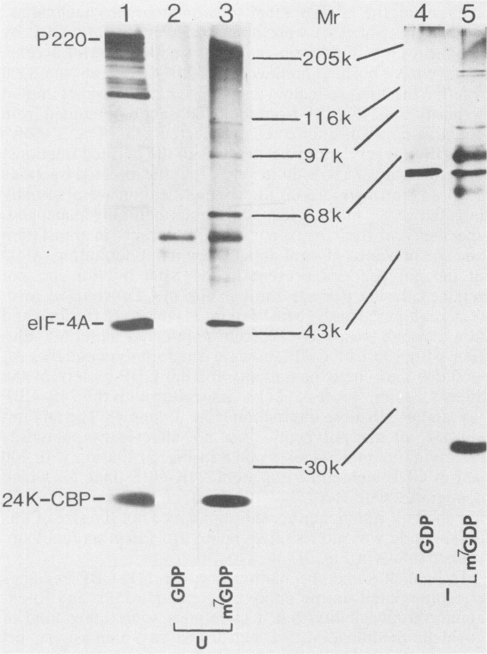5,ug of 24K-CBP from uninfected cells (U-24K-CBP); (B) 0.5 p.g of 24K-CBP from poliovirus-infected cells (I-24K-CBP); (C) mixture of -0.3,ug of U-24K-CBP and -0.3,ug of I-24K-CBP.