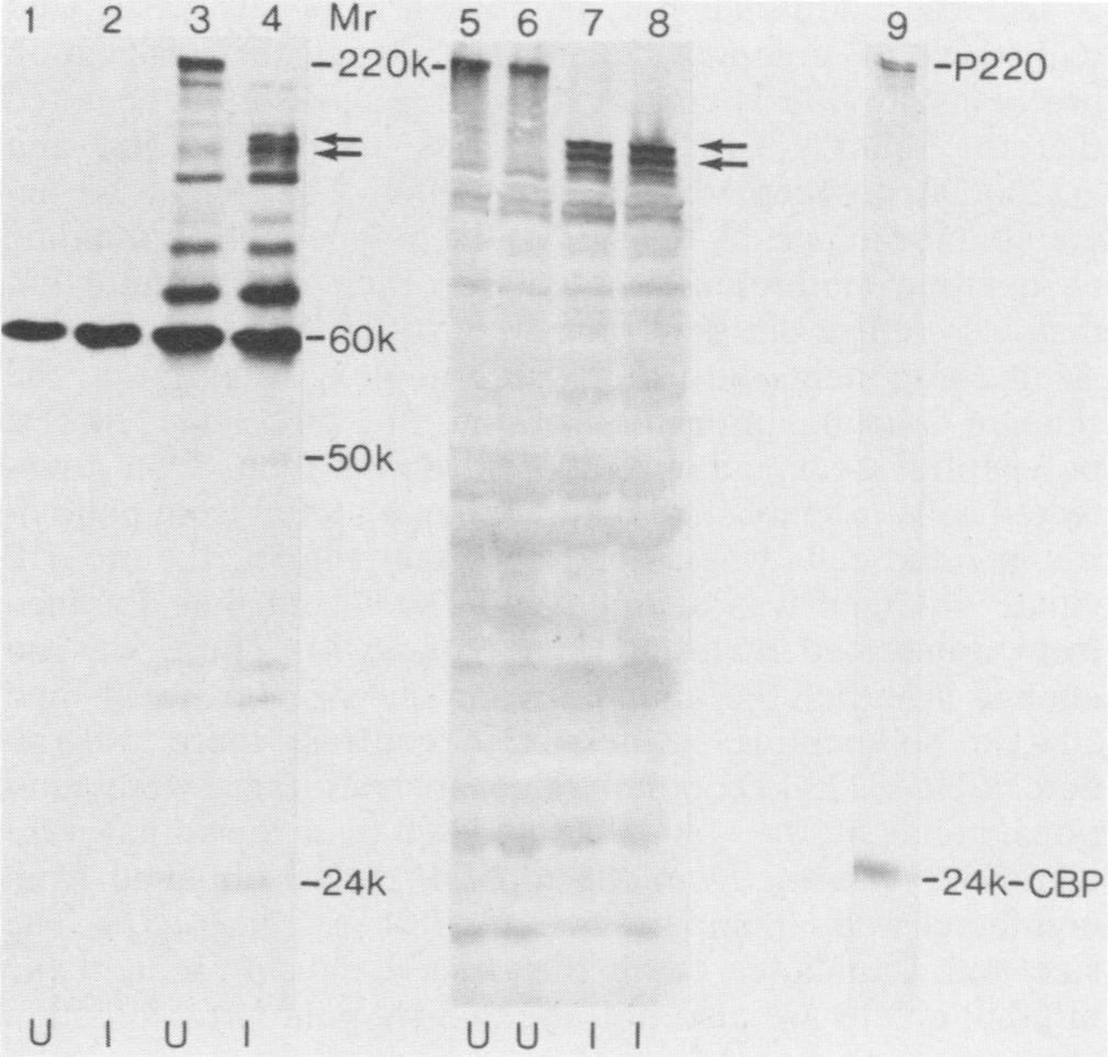 VOL. 54, 1985 CAP-BINDING PROTEINS IN POLIOVIRUS-INFECTED HeLa CELLS 521 structurally very similar to the rabbit reticulocyte CBP complex, a result which accords with the high degree of conservation