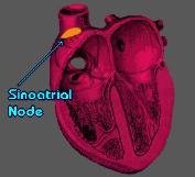 Cardiac Conduction System Sinoatrial (SA) Node Comprised of interconnected structures