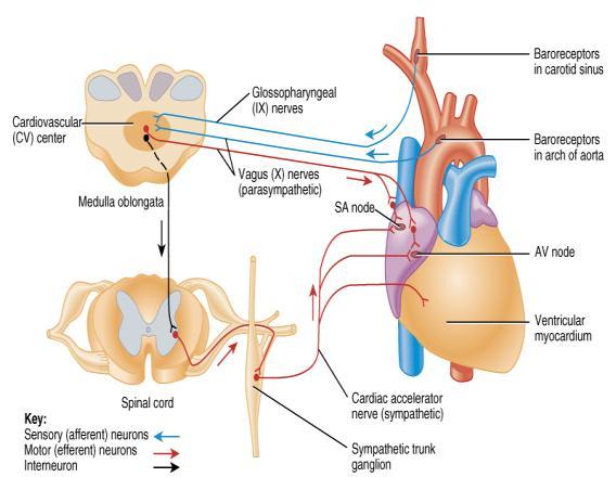 Atrioventricular (AV) Node Linked to the nervous system Junction of atria and ventricles Spread