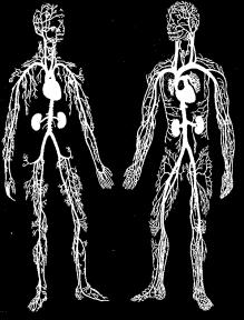 tissues and back Arteries Arterioles Capillaries Venules Veins Figure 11.