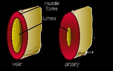 Vessel walls composed of elastic fibers and