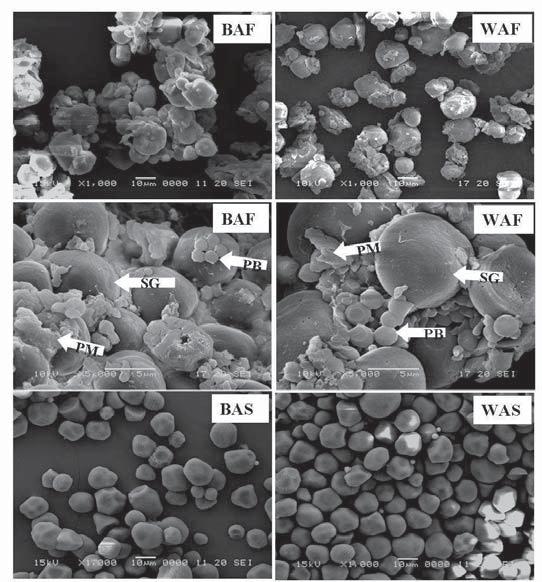 Morphology of flour and starch The scanning electron micrographs of adlay flours revealed that the starch granules were embedded in the protein matrix with the protein bodies on their surfaces