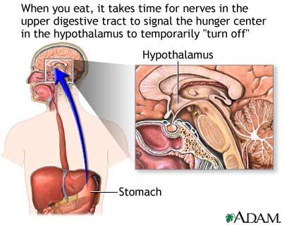 Hypothalamus and satiety - Two centers in the hypothalamus promote eating or cessation of eating when stimulated.