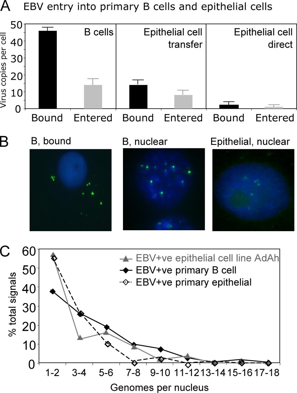 VOL. 83, 2009 EBV INFECTION OF EPITHELIAL CELLS 7751 FIG. 1. EBV entry into B cells and primary epithelial cells.