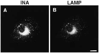 Endosomal targeting signals in Ii 843 Fig. 11. Double labelling of transfected CV1 cells for INA and LAMP. Cells expressing INA were grown on coverslips, fixed and permeabilized.