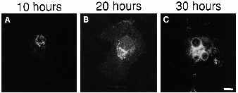 After 20 hours, the cells were incubated on ice with anti- IiC antiserum and Texas Redconjugated second antibody to label cell surface molecules only.