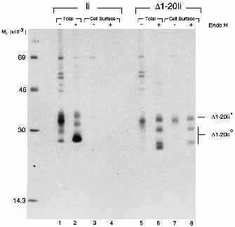 Endosomal targeting signals in Ii 839 Quantification of the cellular location To quantify the surface expression of Ii and Ii mutant proteins we determined the percentage of cell surface expression