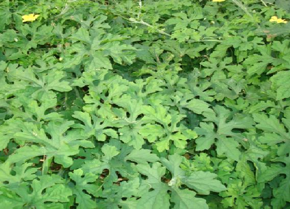 Momordica charantia is such an exemplary plant that is widely consumed in the tropics of Asia, the Caribbean, Africa, and the Amazon.