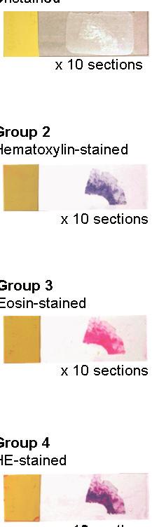Morikawa et al / H& Staining in DNA Testing Unstained 0 sections 2 Hematoxylin-stained 0 sections 3 osin-stained 4 H&-stained 0 sections 0 sections agarose gel Image 2.