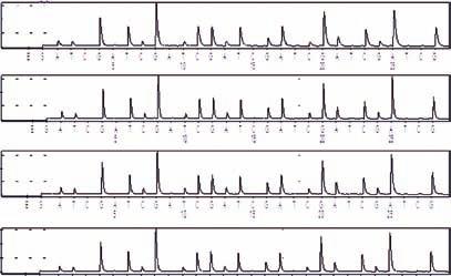 Morikawa et al / H& Staining in DNA Testing Microsatellite PCR Fragment Analysis We performed PCR fragment analysis for the 2 microsatellite markers, D2S23 and D5S346, and assessed the potential