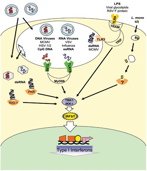 Viral infecdon results in producdon of INTERFERONS rednoic acid inducible gene- 1 (RIG- 1) dsrna- dependent protein kinase (PKR) The host