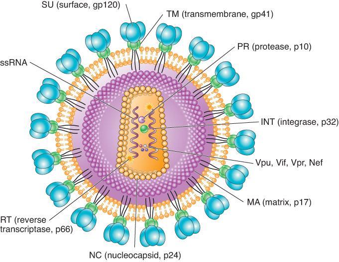 Schematic of HIV Virion Different HIV particles have highly variable protein spikes, Glycoprotein 120 or gp120 and random mutations in the HIV genome causes
