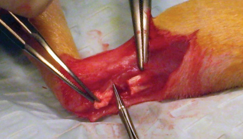 1 2 3 Figure 1: Animal experimental procedures. Surgical procedure: the Achilles and plantaris tendons were dissected. The plantaris tendon was removed.