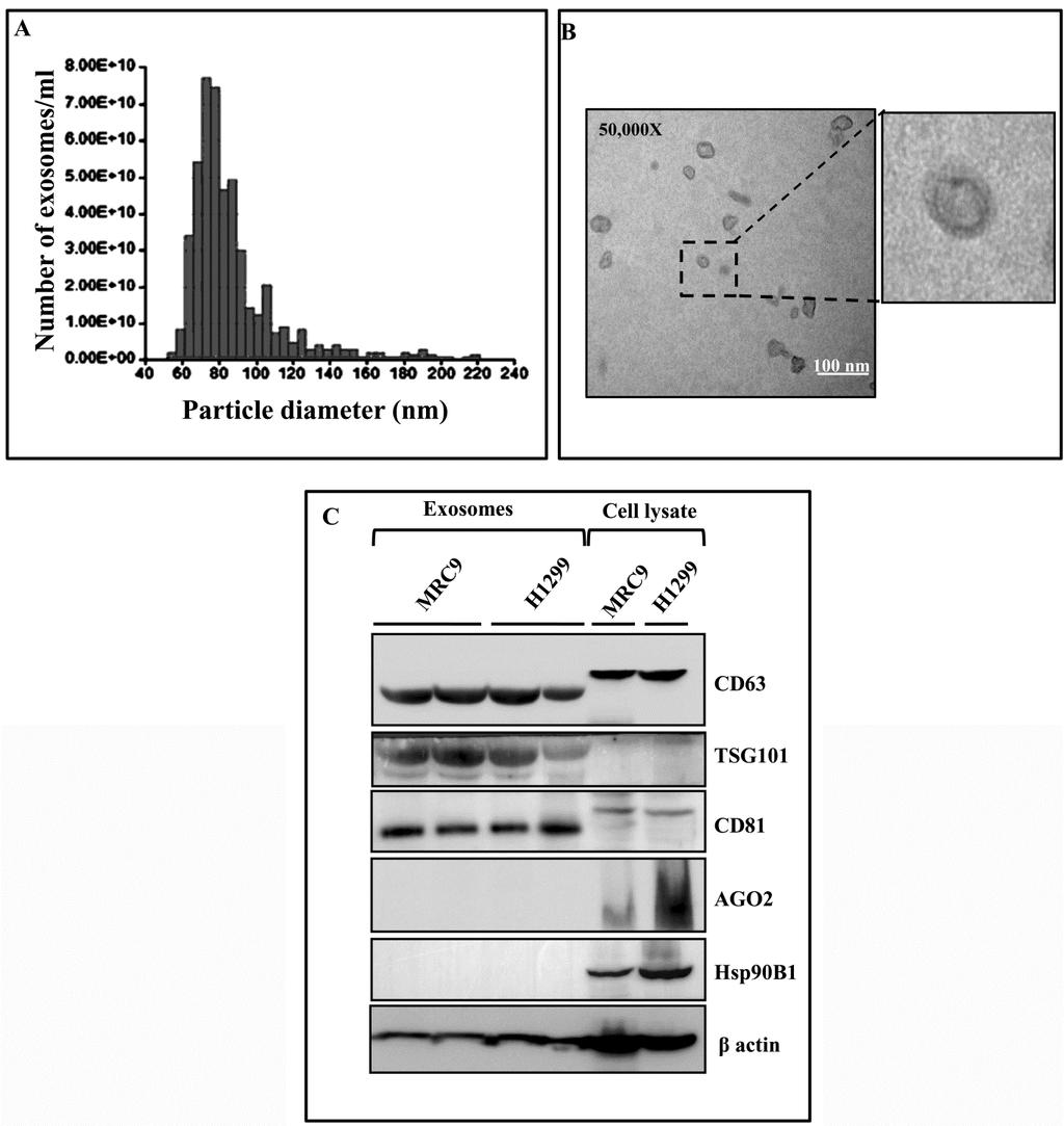 Supplementary Figures Figure S-1. Characterization of isolated exosomes. A, Particle size distribution of exosomes measured with the IZON qnano particle counter.
