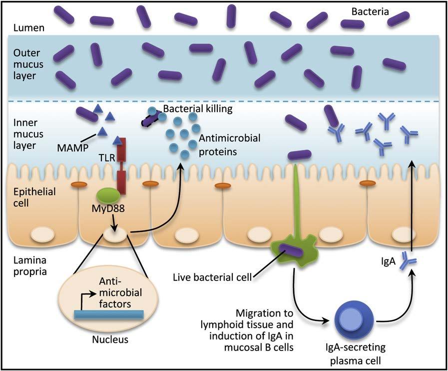 The intestinal barrier in