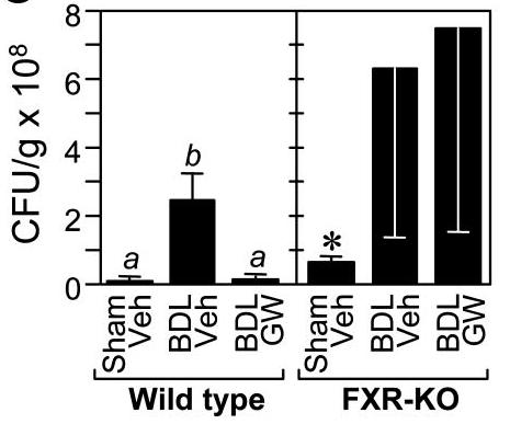 Oral bile acids or FXR agonist inhibit bacterial overgrowth, bacterial translocation, and ileal mucosal injury in cirrhotic rats Oral conjugated
