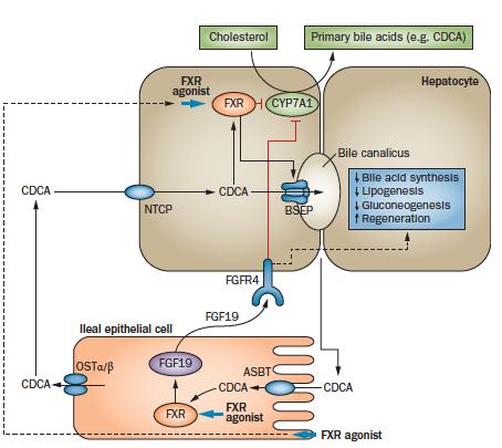 Enterohepatic effects of the farnesoid X receptor, FXR Hepatocyte FXR functions: In the liver: BA synthesis BA export Lipid