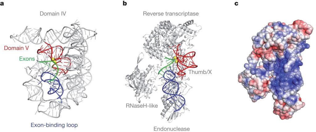 Crystal structure of Prp8 reveals a cavity of appropriate dimensions to position spliceosomal RNAs for catalysis.