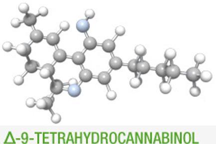 Cannabis plants Primary psychoactive