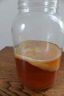 How To Make Kombucha (cont d): Allow to sit undisturbed in a well ventilated and darkened place away from direct sunlight (temp. 65-90 degrees F.) for 6 15 days.