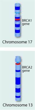 BRCA1/2 Genes High penetrance breast cancer susceptibility genes Germline mutations