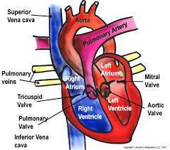 Oral and topical drug administration Figure 2a. Heart, arteries, and veins Figure 2b.