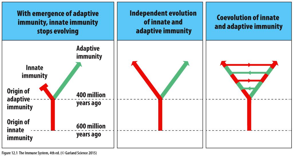 Immune cells Co-evolution of innate and adaptive immunity 1 2 Importance of NK cells Cells of innate(?