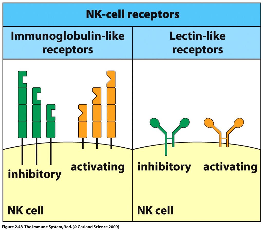 How can an NK cell distinguish healthy from unhealthy tissue? How do NK cells detect "missing-self"?