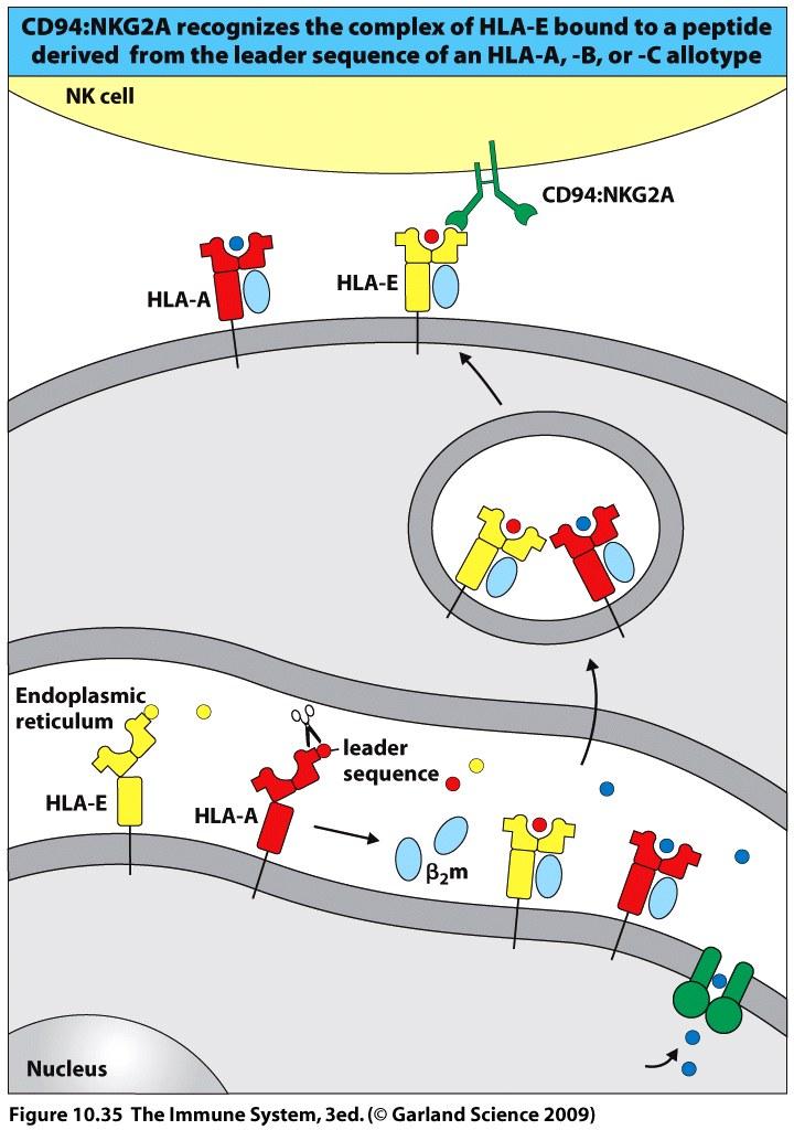 10 Killer Immunoglobulin-like receptors HLA-E conserved MHC-class I, which presents peptides coming from HLA-A, HLA-B, and HLA-C KIR bind to the polymorphic site of the MHC molecule KIR