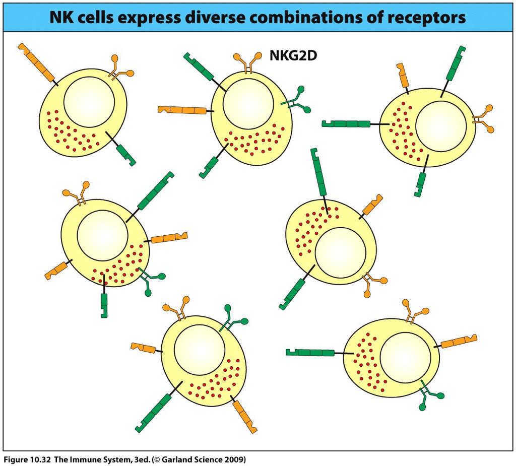 Killer Immunoglobulin-like receptors Stochastic Receptor Expression KIRs bind to the polymorphic site of the MHC molecule Sequential acquisition of receptors is random NK cell subsets having an