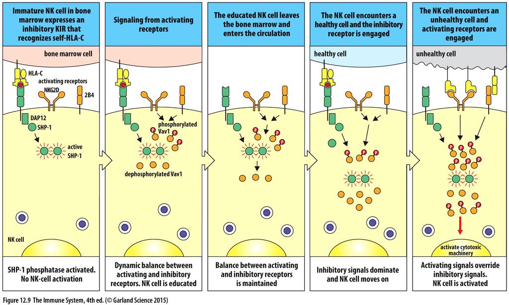 cells: Don't have antigen-specific receptors made via VDJ recombination+ Respond very fast upon infection à belong to innate immune response?