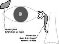 The palpebral part: This part lies within the eye lids. Origin: as the orbital part, from: The medial palpebral ligament. Frontal process of maxilla Maxillary process of the frontal bone.