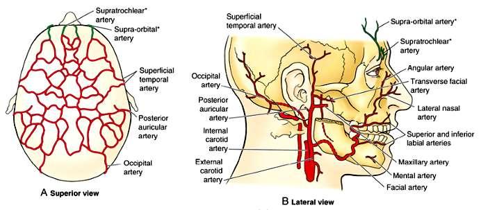 2) Superficial temporal artery Origin: One of the two terminal branches of the external carotid artery within substance of the parotid gland behind the neck of the mandible.