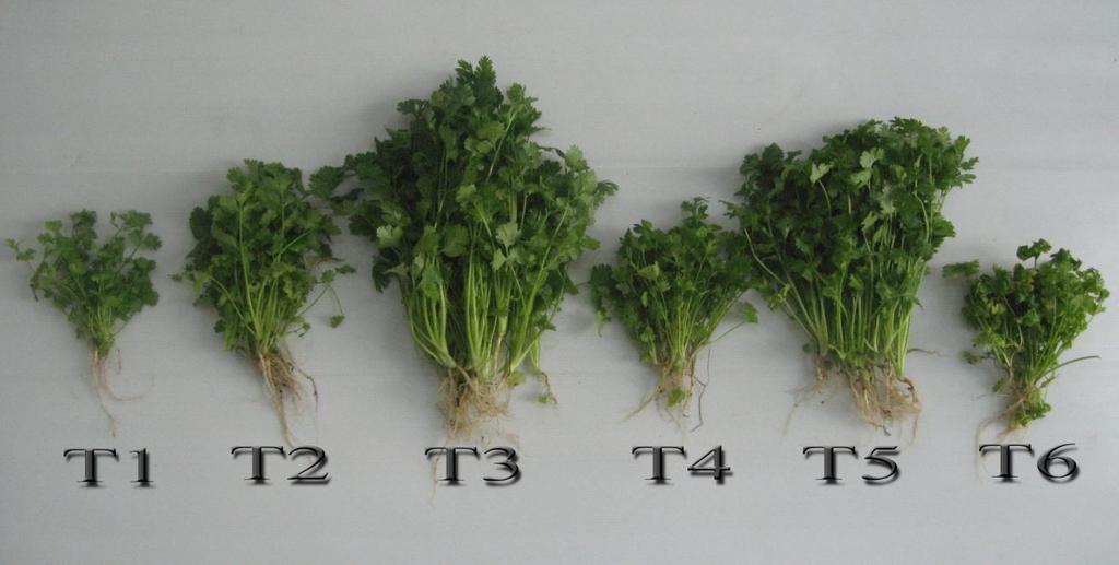 Journal of Agricultural Technology 2011 Vol.7(1): 105-113 Fig. 5. Comparison between treatments in coriander.