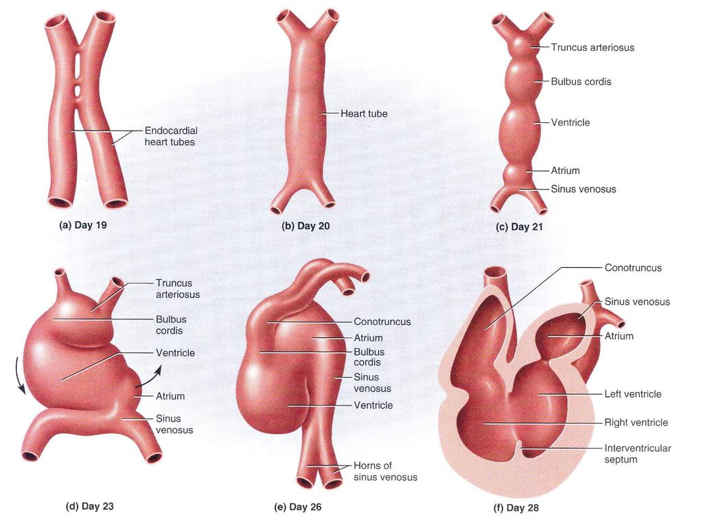 Development of the Heart (a) Endocardial heart tubes start to fuse, (b) Fusion of heart tubes complete, (c) Division of